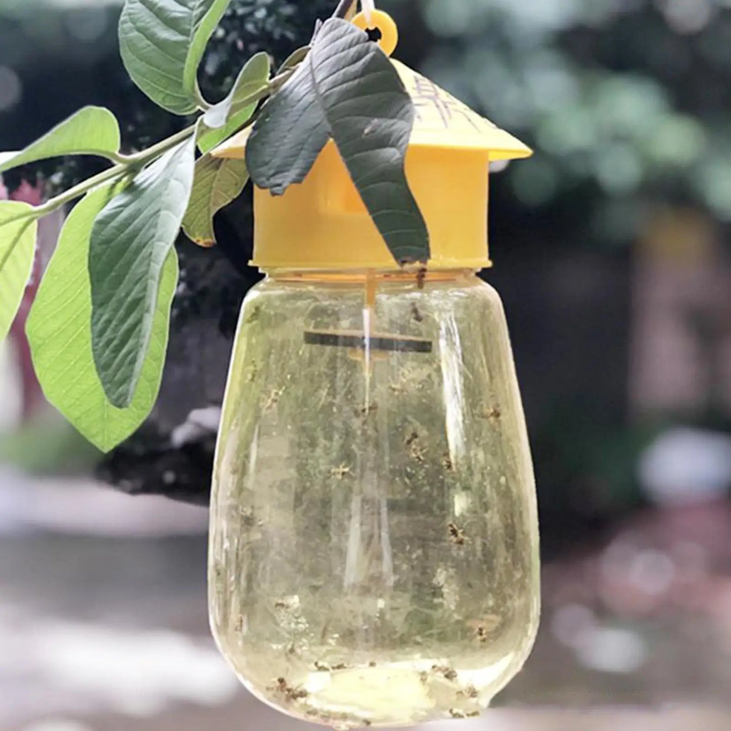 Plastic Fruit Fly Trap - Effective Drosophila Pest Control