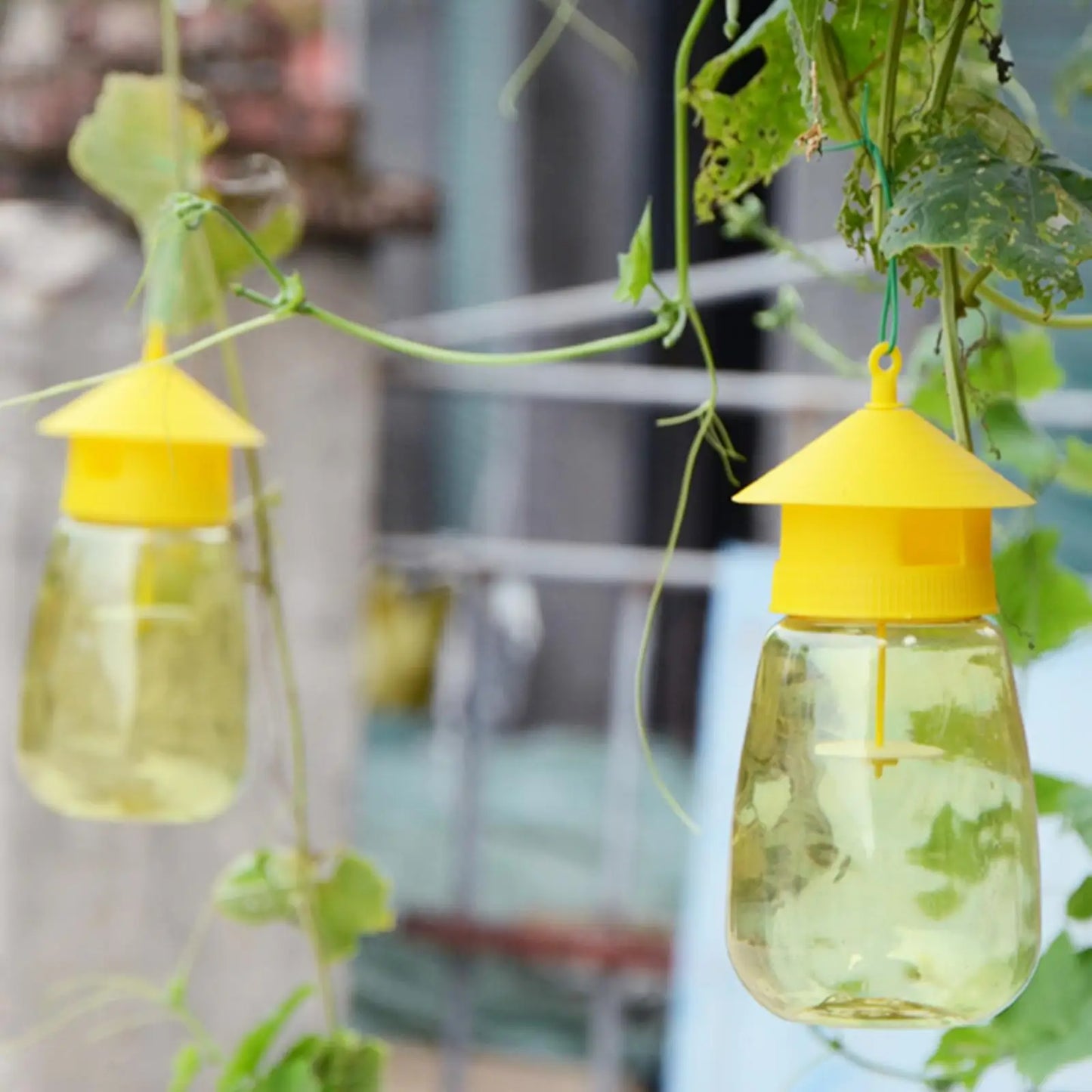 Plastic Fruit Fly Trap - Effective Drosophila Pest Control