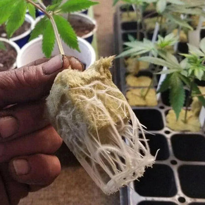 50pcs 25x25x25mm Stonewool Hydroponic Grow