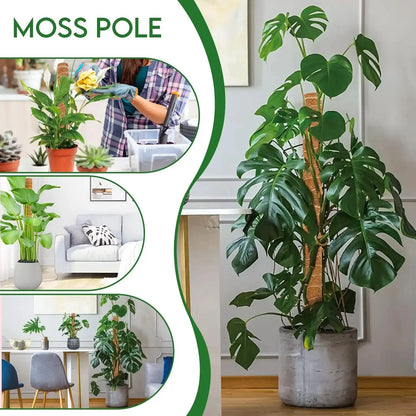 Extendable Handmade Moss Pole for Climbing Plants