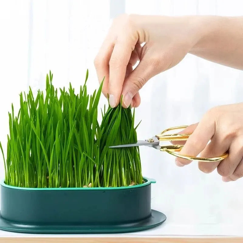 Pet Cat Sprout Dish - Hydroponic Grass Growing Pot