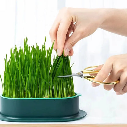 Pet Cat Sprout Dish - Hydroponic Grass Growing Pot