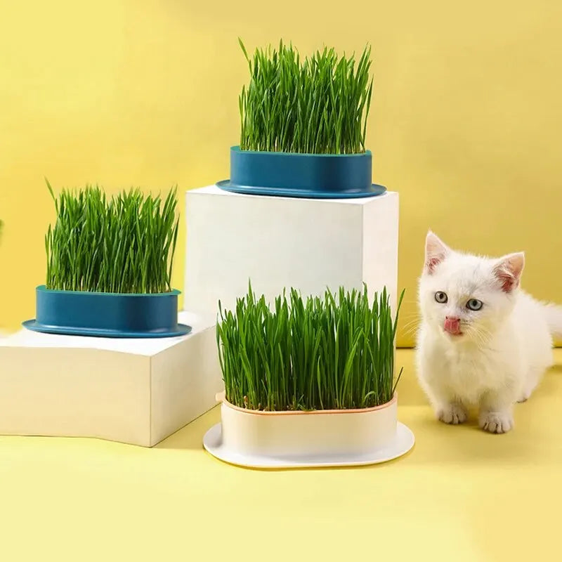 Pet Cat Sprout Dish - Hydroponic Grass Growing Pot