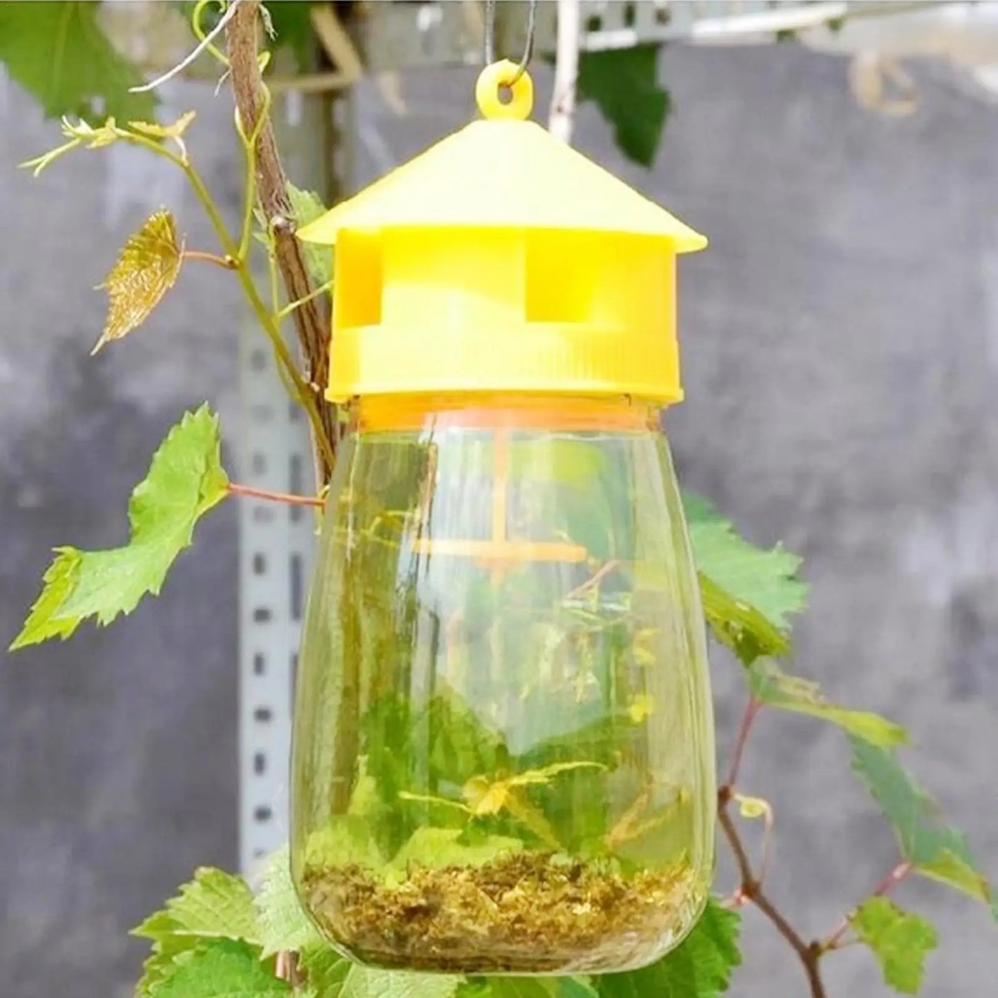 Plastic Fruit Fly Trap - Effective Drosophila Pest Control
